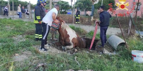 Cavallo Cade All Interno Del Pozzo Di Un Abitazione Di Crotone E Viene