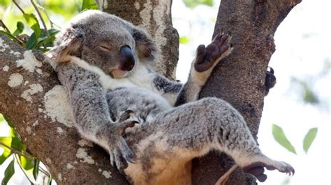 Koala Safari An Unforgettable Adventure