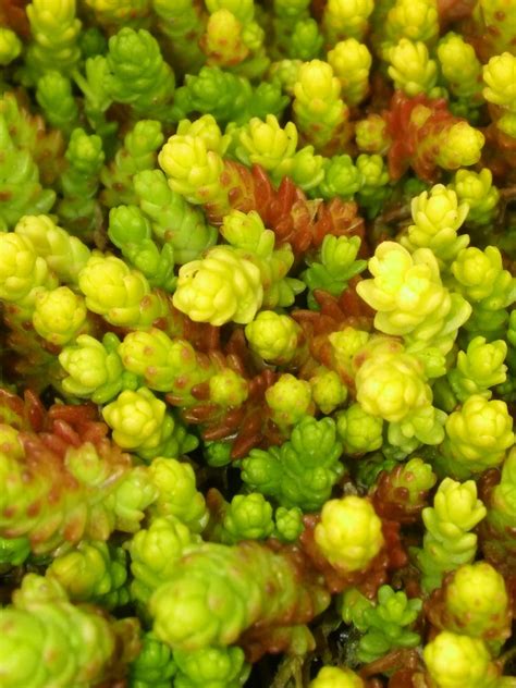 Sedum Acre Yellow Queen 84 Sadzonki Rozchodnik 10878968528