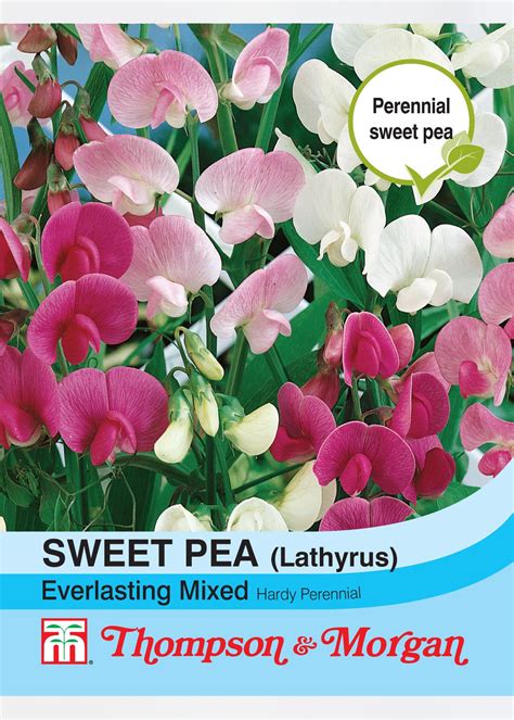 Sweet Pea Everlasting Mixed Lathyrus Seeds Dobbies Garden Centres