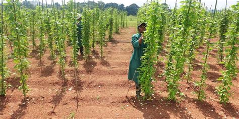 Biotechnology: Boosting Yields of High-protein African Yam Bean ...