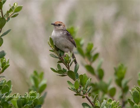 Lynes's Cisticola / Cisticola distinctus photo call and song