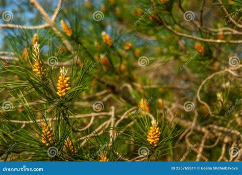 Little Virginia Pine Cones In The Spring Stock Image Image Of