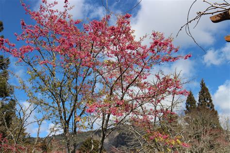 阿里山花季3月10日登場 疏運前線貼心服務 櫻花 大紀元