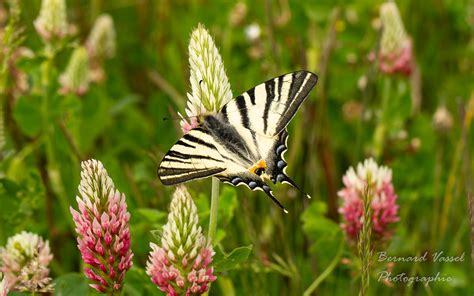 Papillon Flamb Iphiclides Podalirius Bernard Vassel Flickr