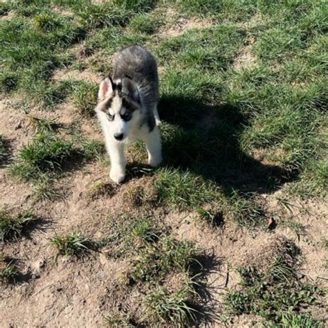 A Vendre Chiots Husky De Siberie Lof Uncompagnon Fr