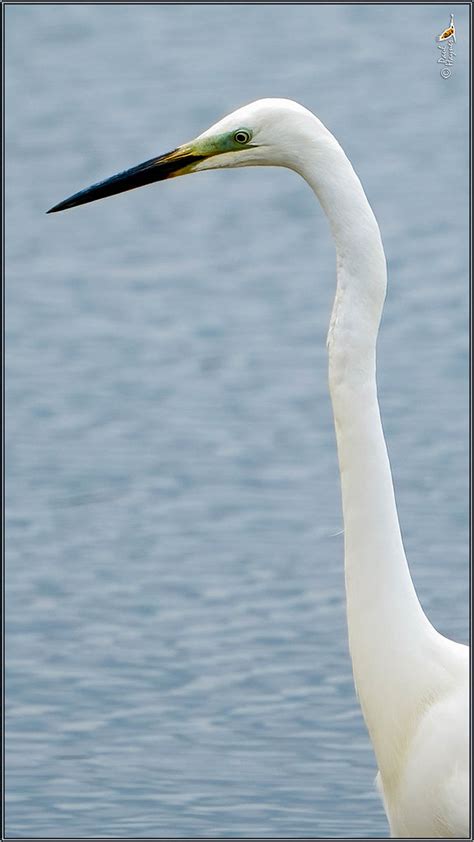 Great White Egret Wwt Slimbridge Glos Wolf Flickr