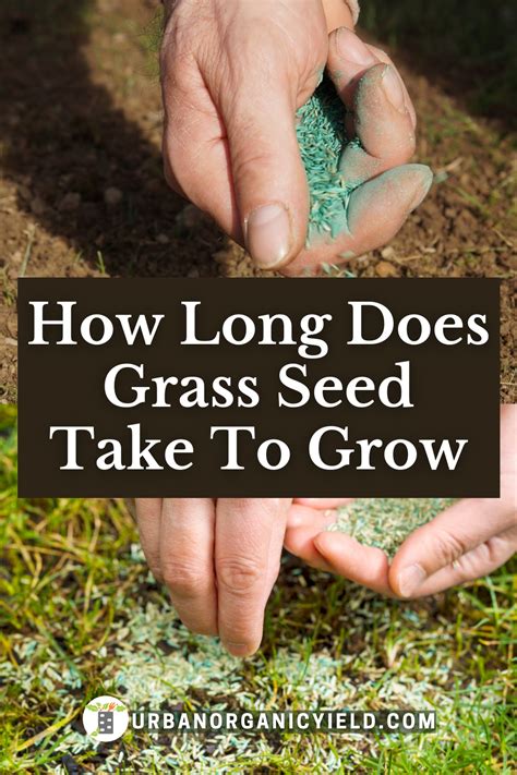 How Long Does It Take For Grass Seed To Grow Planting Grass