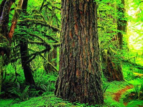 Douglas Fir Tree Pictures Facts On Douglas Fir Trees