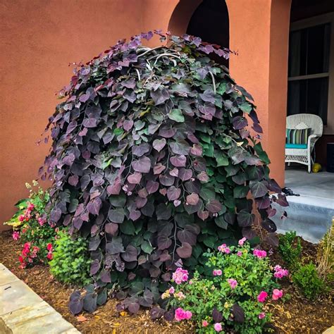 Cercis Canadensis Ruby Falls Weeping Redbud Judus Tree Circa 200 220cm