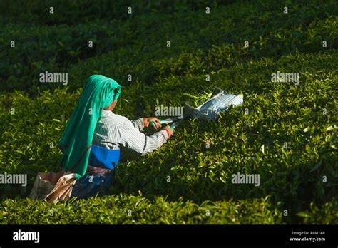 Tea Picker Woman Collect Leaves At Plantation Amond The Green Bushes 20 February 2018 Munnar