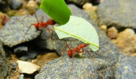 Leafcutter Ant Facts | Amazing Rainforest Animals | Whitehawk Birding