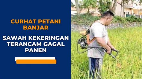 Curhat Petani Banjar Sawah Kekeringan Terancam Gagal Panen Youtube