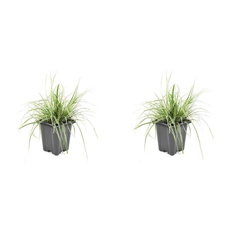 Carex Grass Plant in 1-Quart Pot 2-Pack in the Perennials department at ...