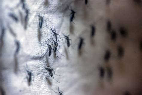 750 Million Genetically Engineered Mosquitoes To Be Released In Florida