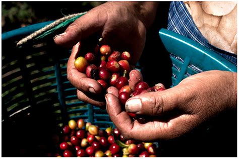 Guatemalan Coffee: GUATEMALAN COFFEE REGIONS PROFILE NO. 1: ACATENANGO