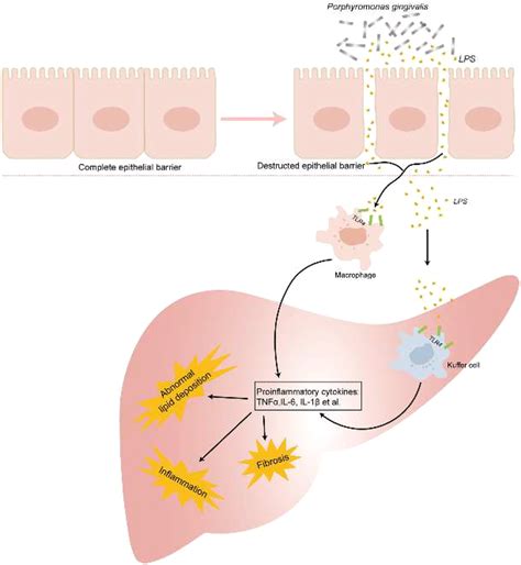 Porphyromonas gingivalis derivates promote pro-inflammatory mediators ...