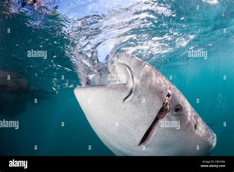 Injured Whale Shark, Rhincodon typus, Cenderawasih Bay, West Papua ...