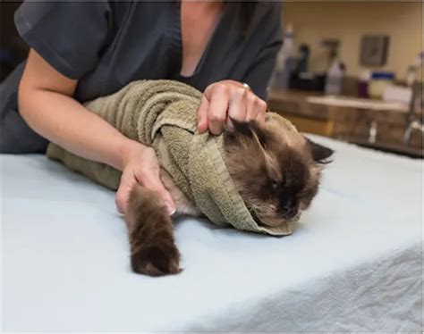 Techniques For Towel Restraint Of Cats