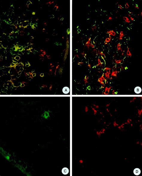 Developing Lymph Nodes Collect Cd4 Cd3− Ltβ Cells That Can Differentiate To Apc Nk Cells And