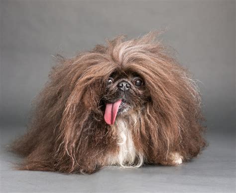Toothless dog named Wild Thang just won World’s Ugliest Dog Contest ...