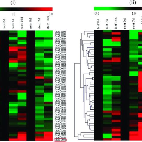 Expression Levels Of Drought Stress Responsive Genes Abf4 And Rd29a