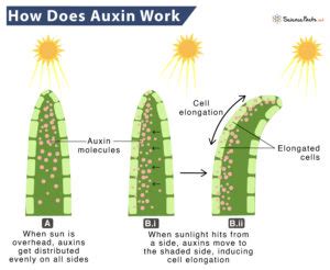 Auxin – Definition, Structure, and Function