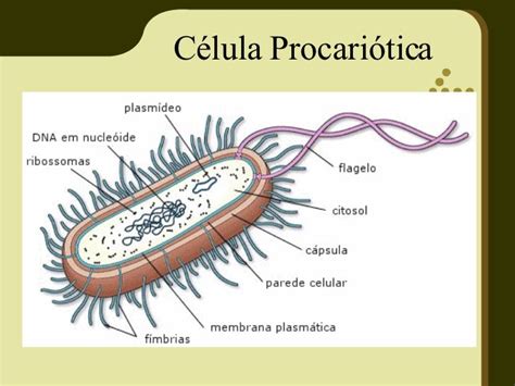 A Célula Unidade Básica Da Vida