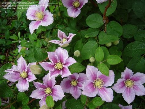 Plantfiles Pictures Clematis Early Large Flowered Clematis Double