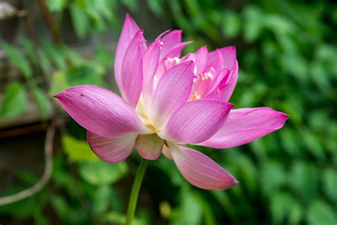 Water Lily And Lotus Plant Care And Growing Guide