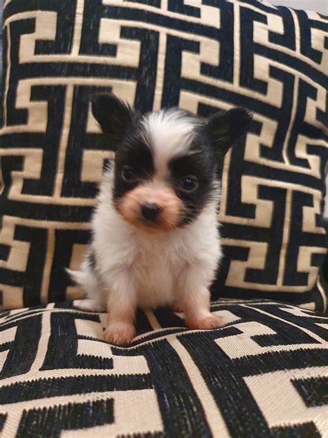 Papillon Puppy S Verwacht Geboren Papillons Corazon De La Vida