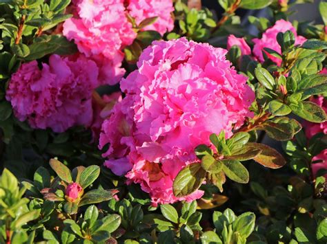 Japanische Azalee Bloom Champion Pink Rhododendron Obtusum Bloom