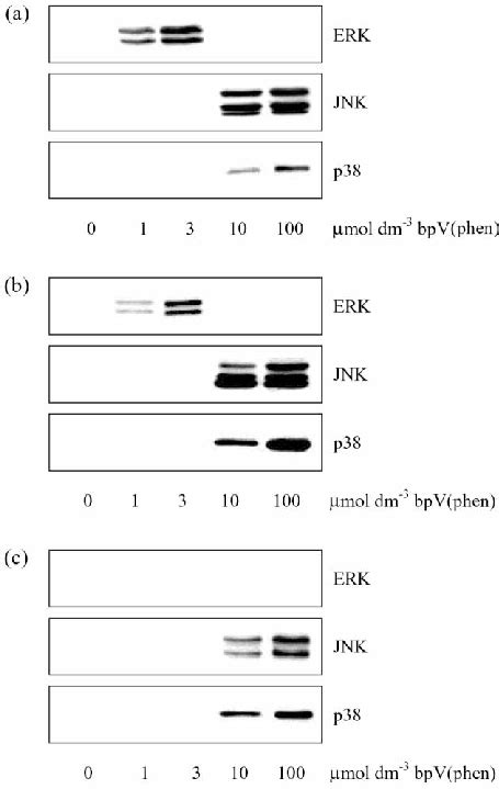 Bpv Phen Provokes A Concentration Dependent Activation Of Mapks Pc