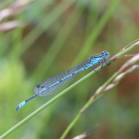 Trogtrogblog Azure Damselfly