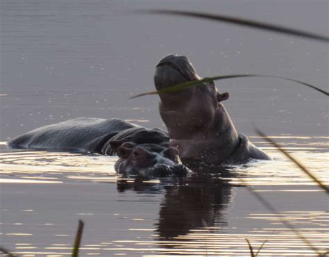 Celebrating World Hippo Day Nature Connect