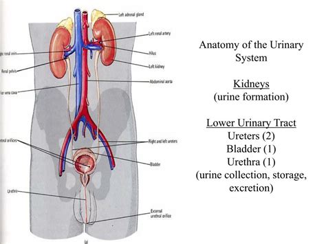 Diagram Of Urinary System