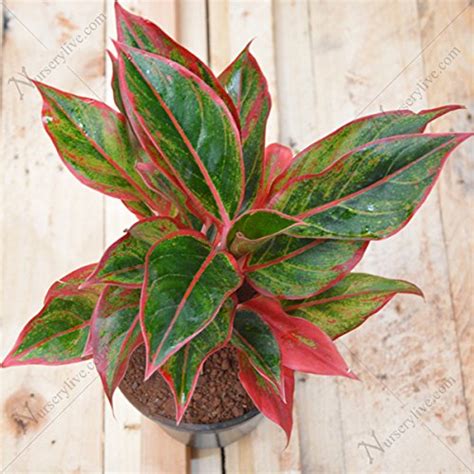 Arlo Rare Lipstick Aglaonema Plant For Indoor Healthy Plant