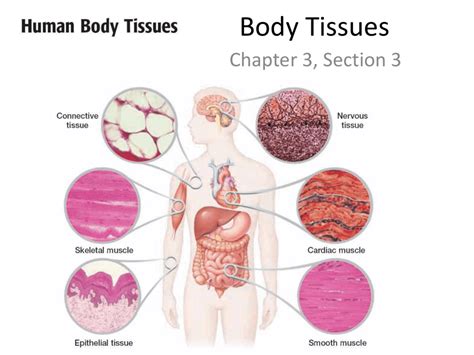 The 4 Types Of Tissue