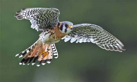 American Kestrel HD Wallpapers And Backgrounds