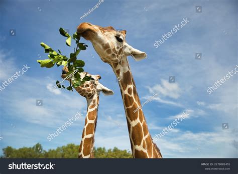 Close-up Two Giraffes Eating Together On Stock Photo 2278081455 ...