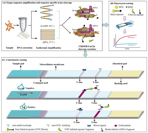 Foods Free Full Text Isothermal Amplification And Crispr Cas A