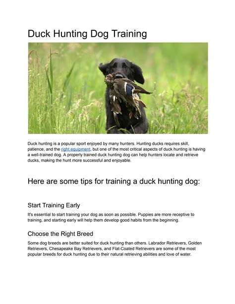 Duck Hunting Dog Training by rurisnow - Issuu