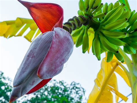 Medicinal benefits of Banana Flower