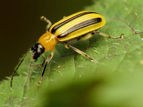 Cucumber Beetle Control– Sound Horticulture