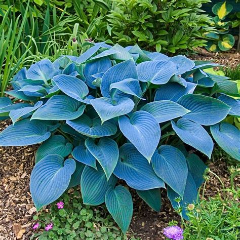 Breck S Halcyon Hosta In 10 Pack Bareroot 90351 Hosta Plants Shade