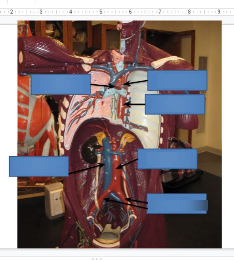 Lab Arteries Diagram Quizlet