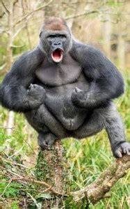 Create Meme Gorilla Male Gorilla Pictures Meme Arsenal