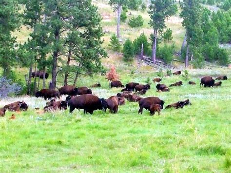 Dan and Eileen on the go: Animals of the Black Hills