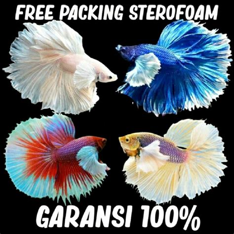 Jual IKAN CUPANG HALFMOON FREE PAKAN Shopee Indonesia