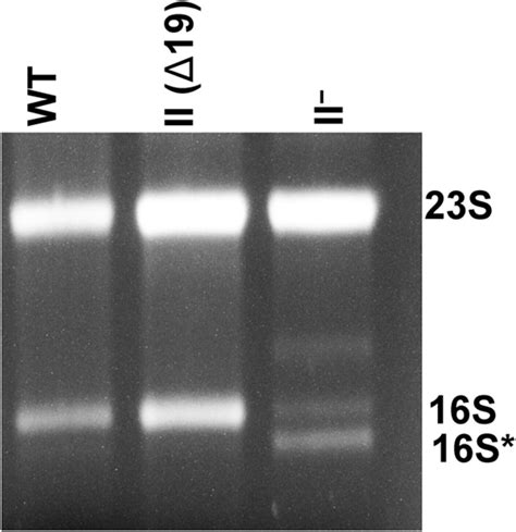 rnase ii regulates rnase ph   essential  cell survival